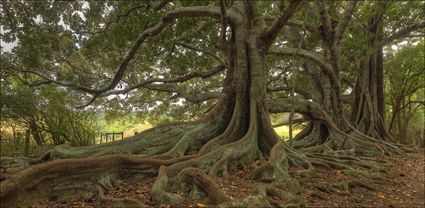 Norfolk Island Banyan - NSW T (PBH4 00 12044)